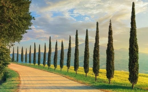 Cypress trees in Tuscany, Italy