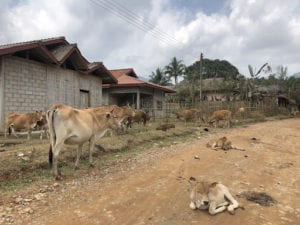 cows on the road