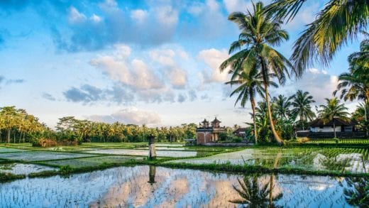 Ricefield view of Bali in Indonesia