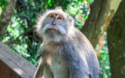 Monkey Forest, Bali