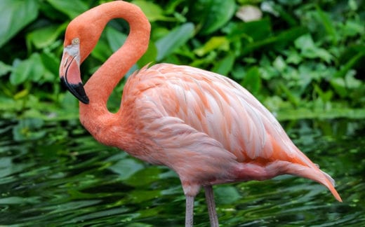 Flamingo cleaning his feathers