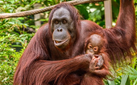 Female Orangutan with a cub