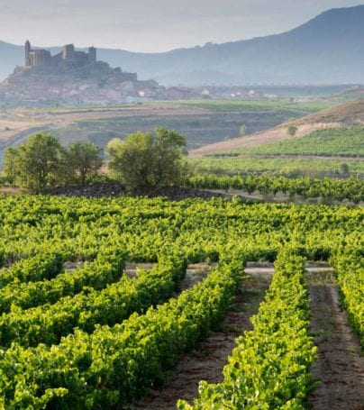 Vineyard, San Vicente de la Sonsierra as background, La Rioja