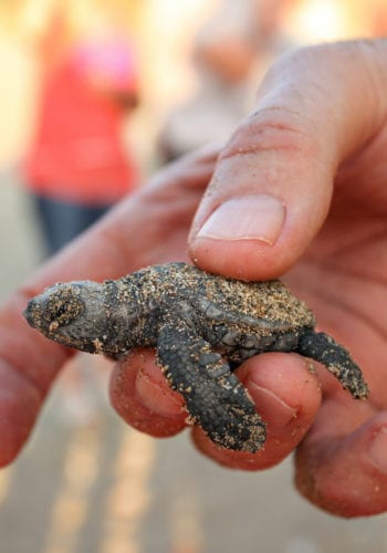 Baby Sea Turtle