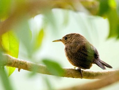 Small bird on a branch in Costa Rica