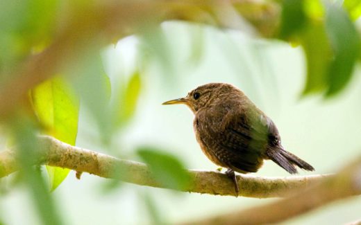 Small bird on a branch in Costa Rica
