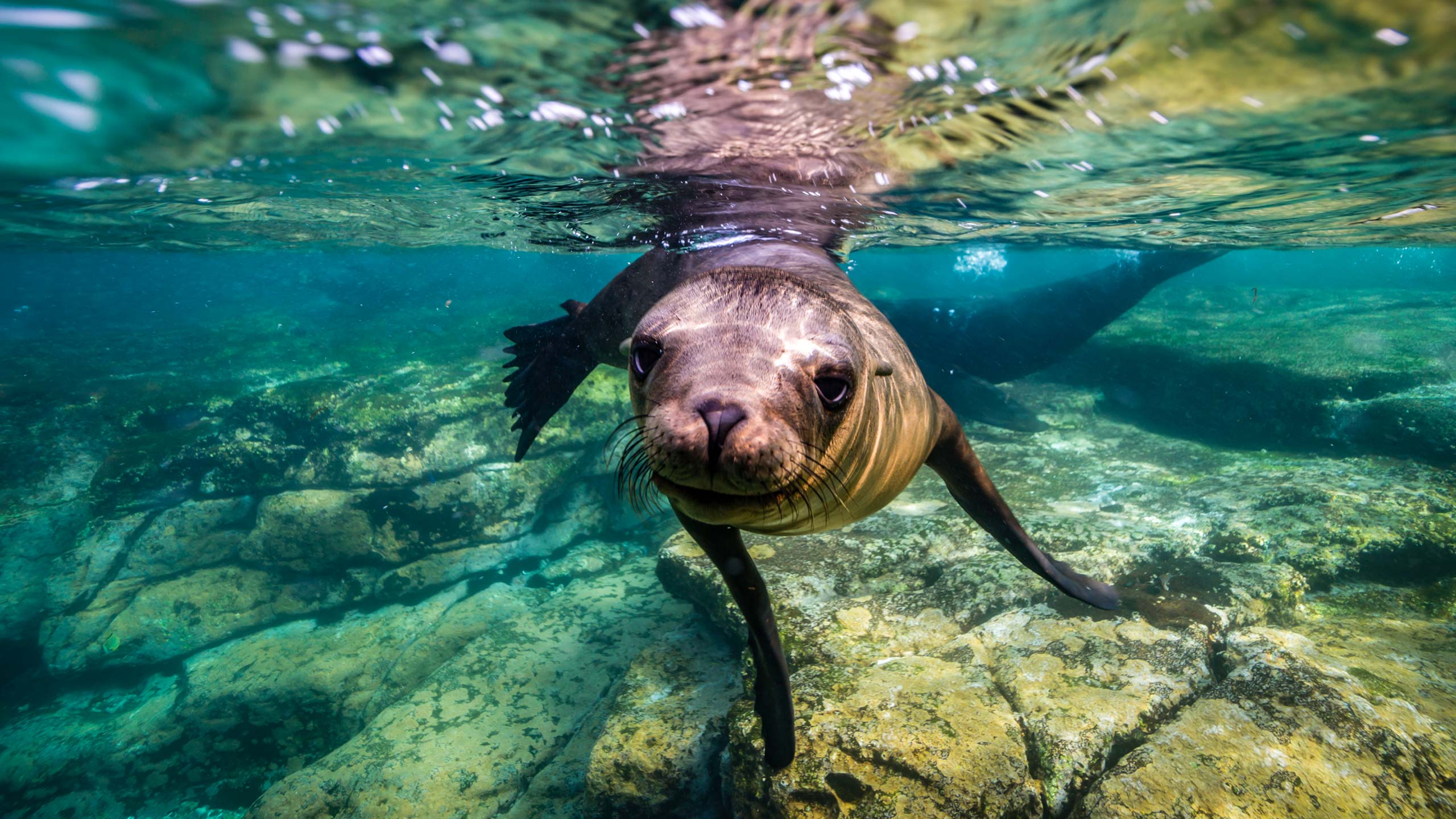Juvenile California sea lion swimming underwater in blue ocean