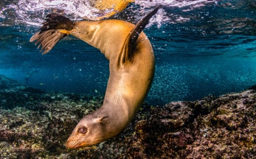 Sea lion underwater in Baja, Mexico.