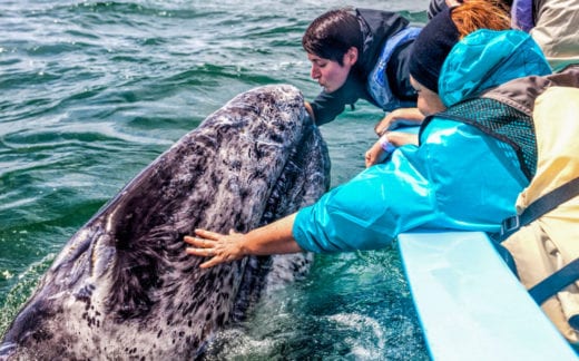 A young woman, is extending herself from a boat, trying to kiss a juvenile gray whale, who is emerging from the surface of the water, in order to be kissed by her.