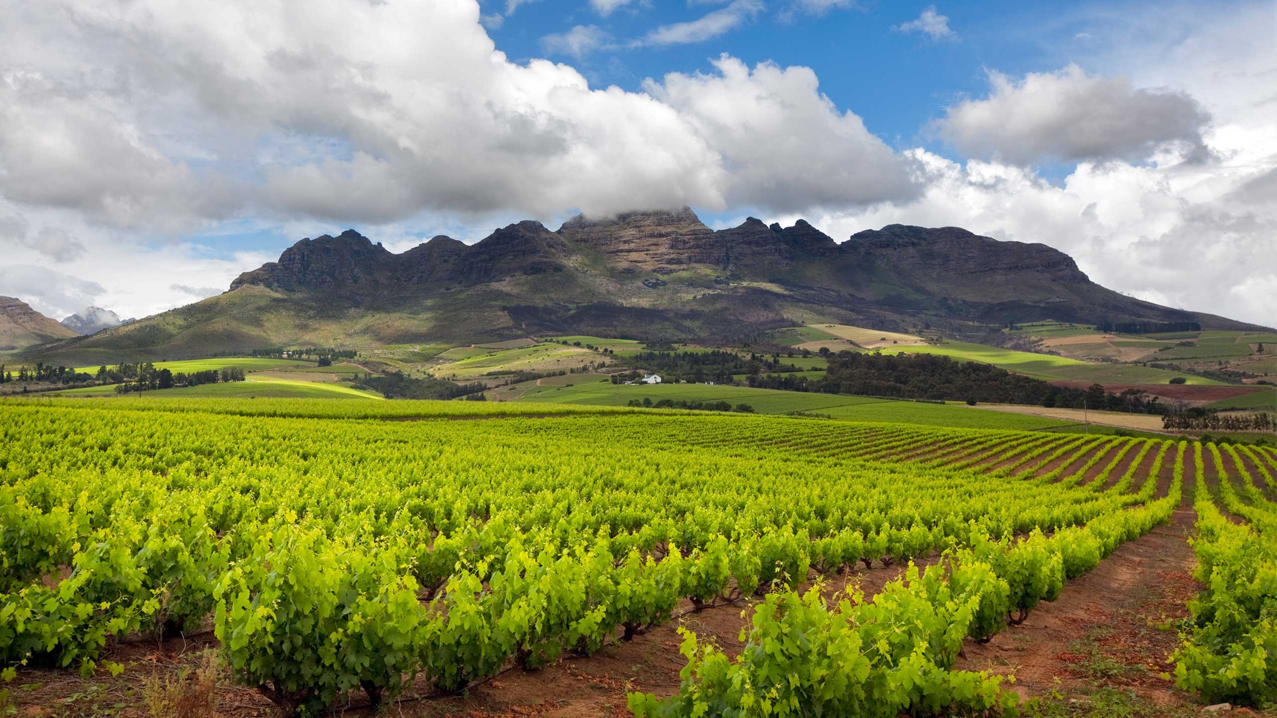 Vineyard in South Africa