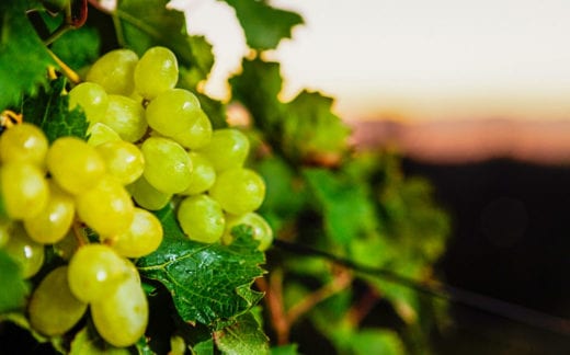 White grapes glowing on the vine, almost ready for harvesting in this Western Cape vineyard in South Africa.