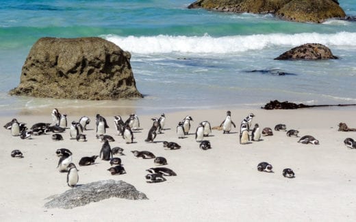 Penguins on Boulders Beach, South Africa