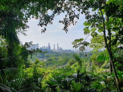 Panama City skyline framed by jungle