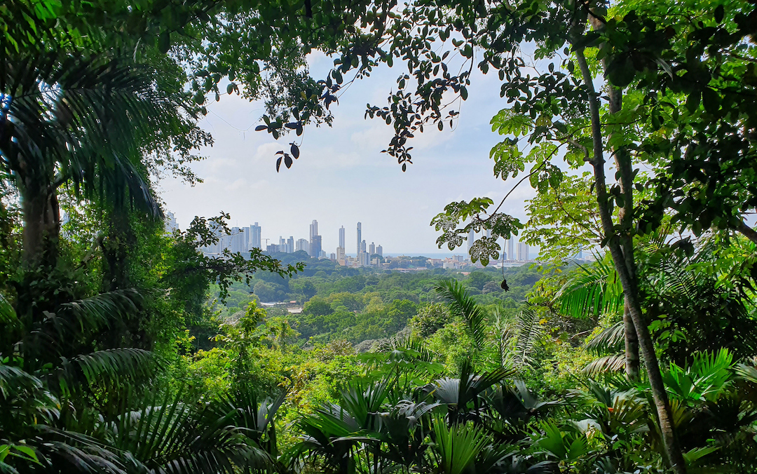 Panama City skyline framed by jungle