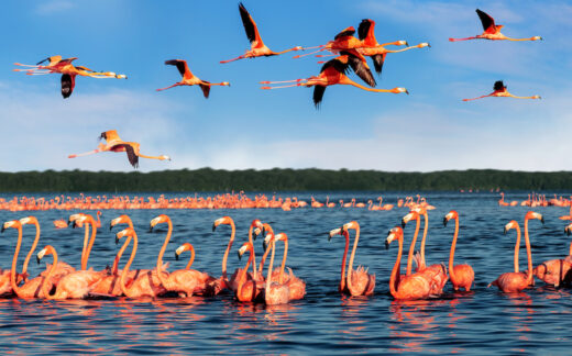 flamingos flying and in water