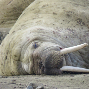 Sleeping walrus