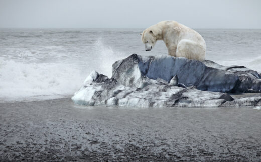 Polar bear sitting on iceberg