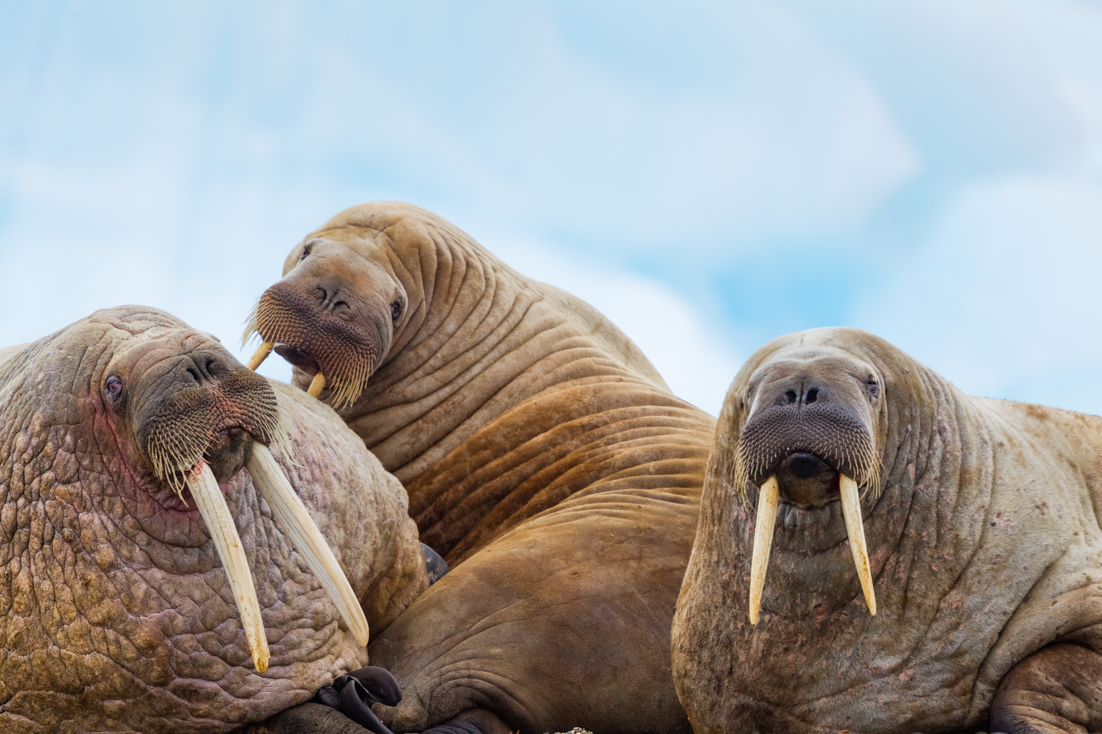 three walruses