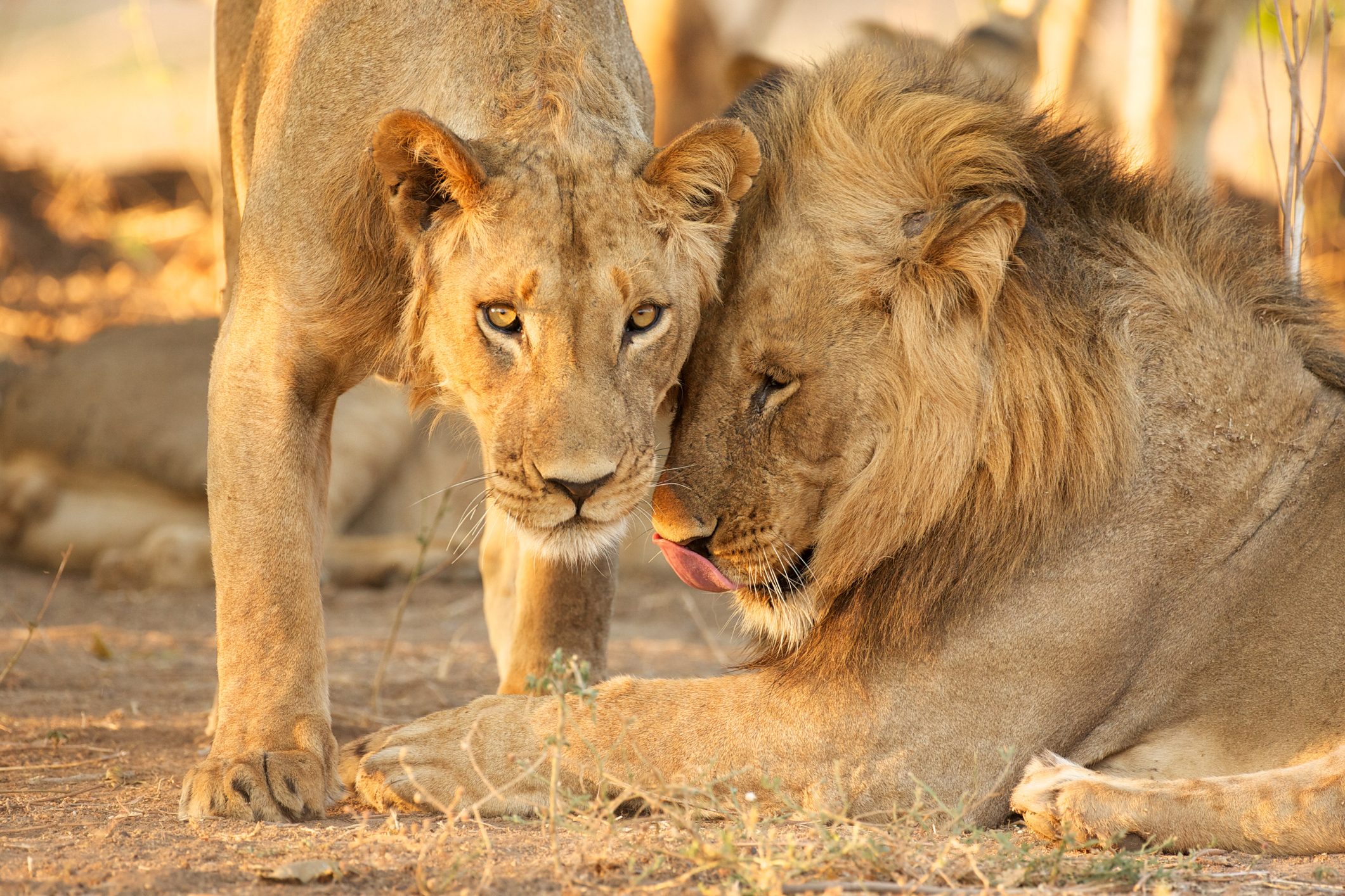Two lions snuggle in Zimbabwe.