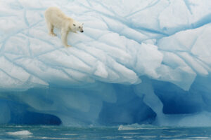 polar bear on iceberg