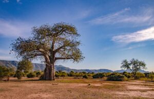 Tree in desert