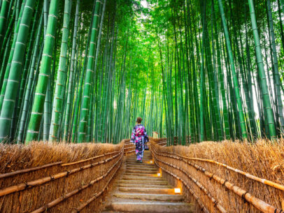 Bamboo Forest. Asian woman wearing japanese traditional kimono at Bamboo Forest in Kyoto, Japan.