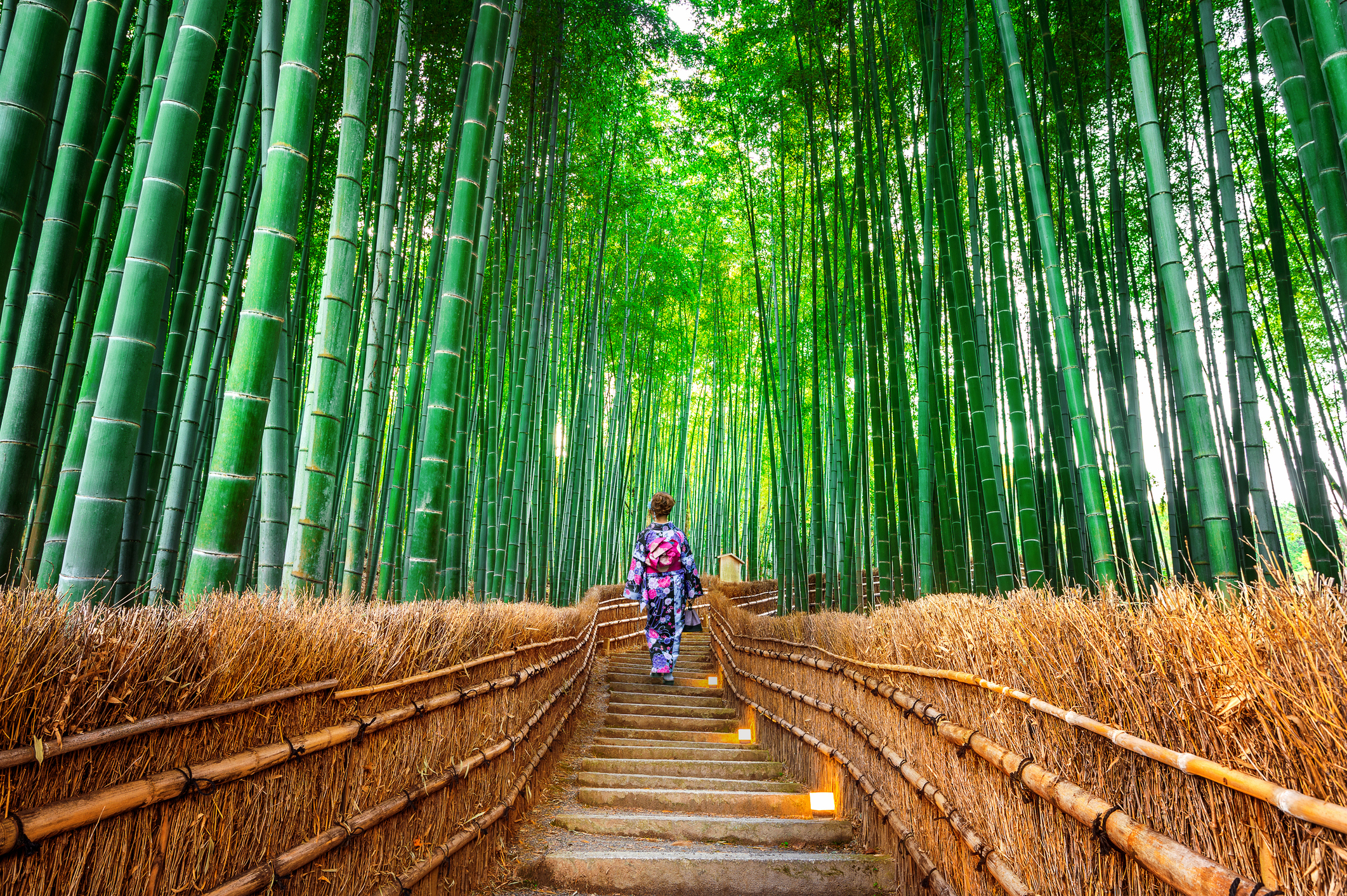 Bamboo Forest. Asian woman wearing japanese traditional kimono at Bamboo Forest in Kyoto, Japan.