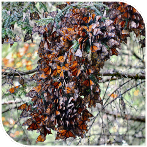 Monarchs in Mexico