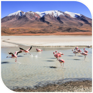 Flamingos in Bolivia