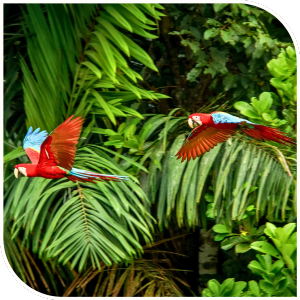 Macaws in Brazil