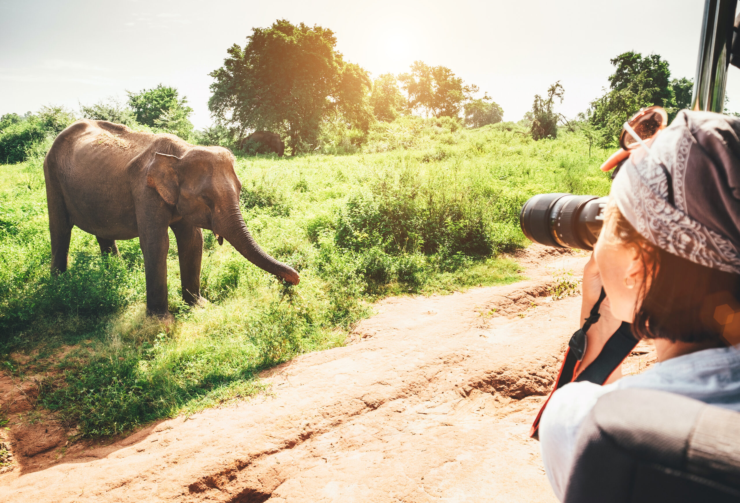 woman photographing elephant through jeep window
