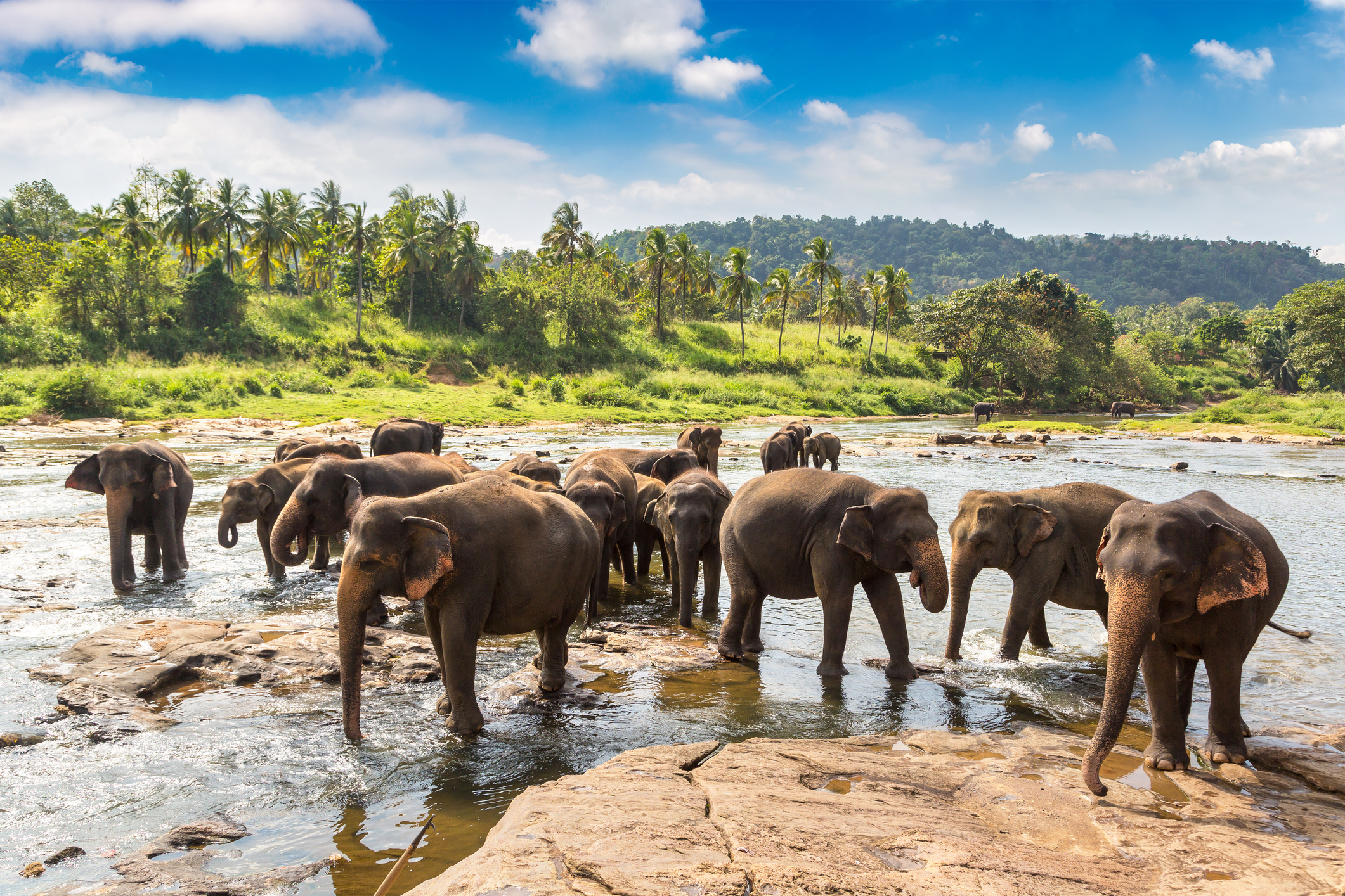 Herd of elephants in Sri Lanka in a summer day