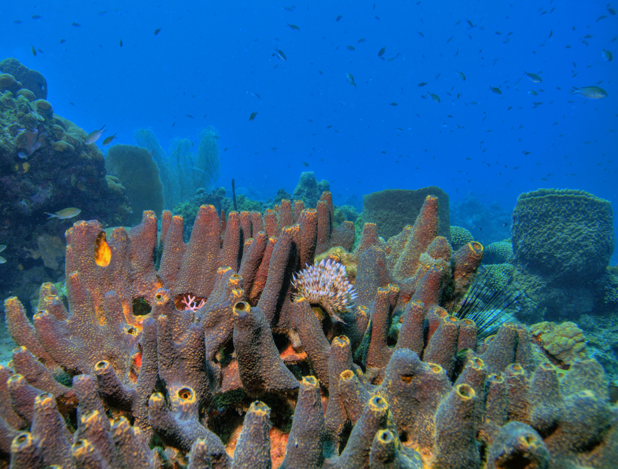 Underwater Coral reef scene on the island of Dominica in the Caribbean
