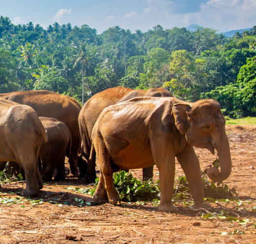 A herd of elephants of different sizes walking on a dirt ground in Pinnawala. The elephants are light brown and have mud on their bodies. The background features a blue sky with white clouds, green trees and hills. The image has a natural and serene atmosphere.