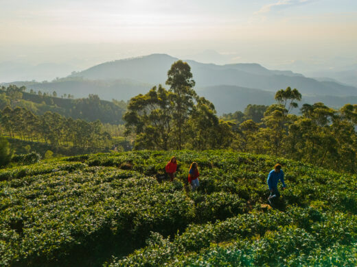 Aerial view of man and two women exploring tea plantations on Sri Lanka while hiking