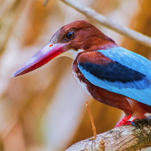 White-Throated Kingfisher, Halcyon smyrnenis, Wilpattu National Park, Sri Lanka, Asia
