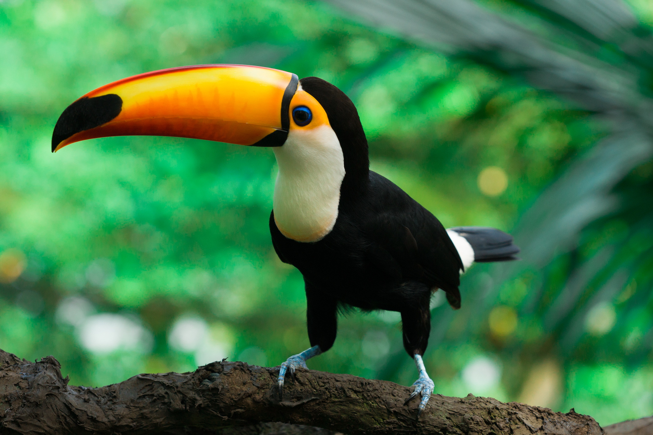 Toucan sits on a branch in jungle