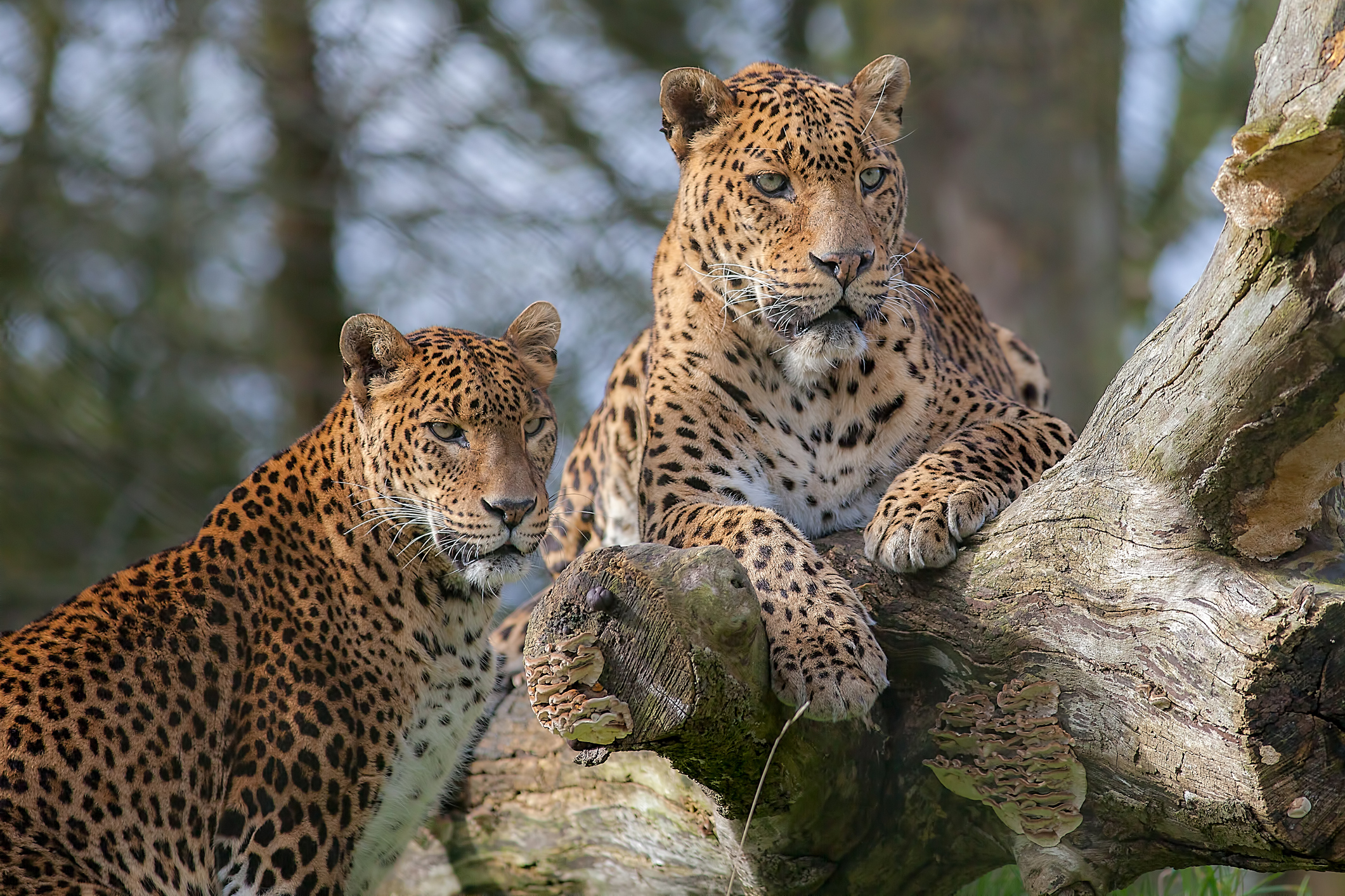 Sri Lankan leopards relaxing.